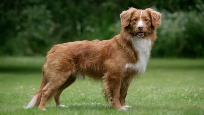 Nova Scotia Duck Tolling Retriever