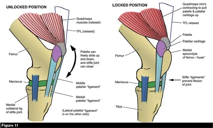 Occurrence of Horse Locking Stifle