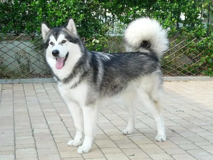 Origin of Malamute