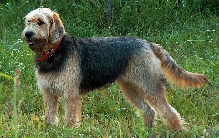 Otterhound