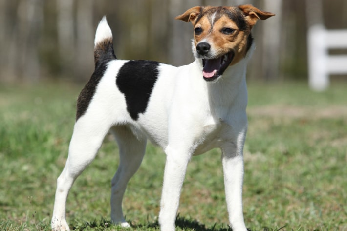 Parson Jack Russel Terrier
