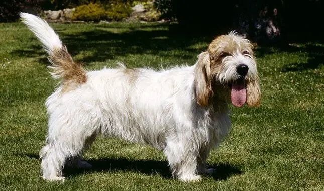 Petit Basset Griffon