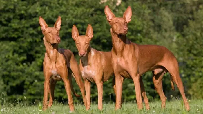 Pharaoh Hound