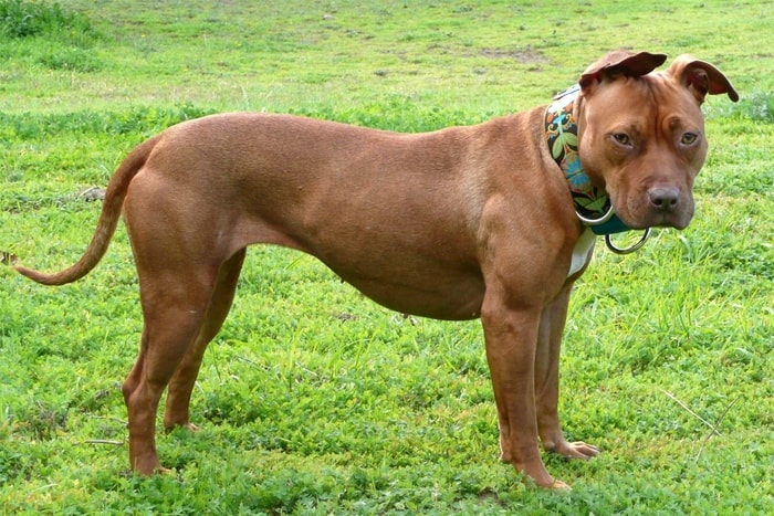 Physical Features of American Pit Bull Terrier