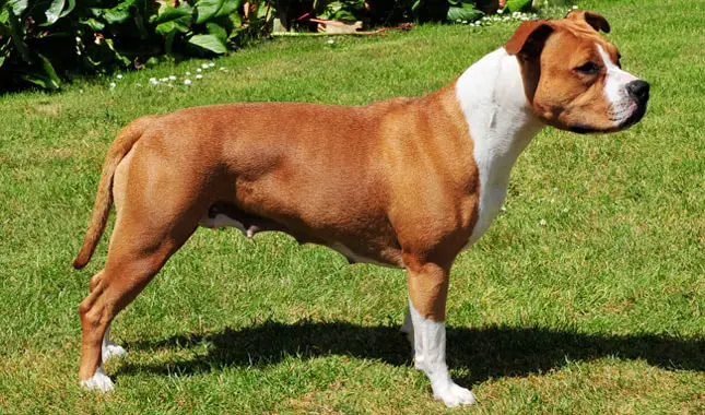Physical Features of American Staffordshire Terrier