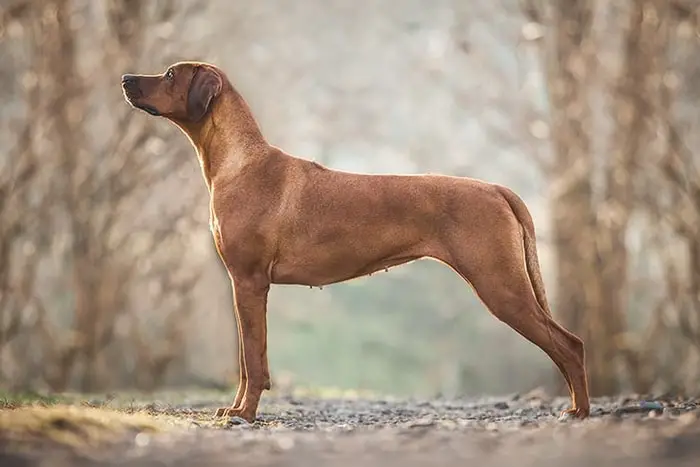 Rhodesian Ridgeback Hound