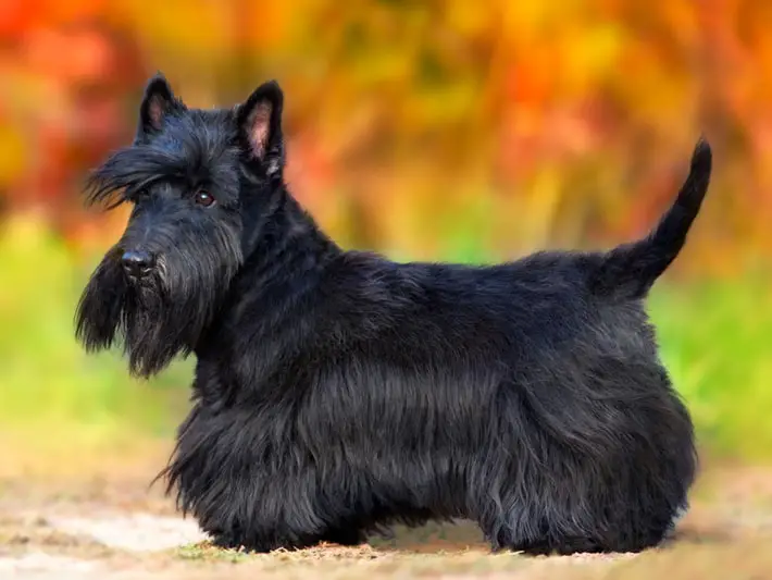 Scottish Terrier