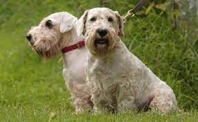 Sealyham Terrier