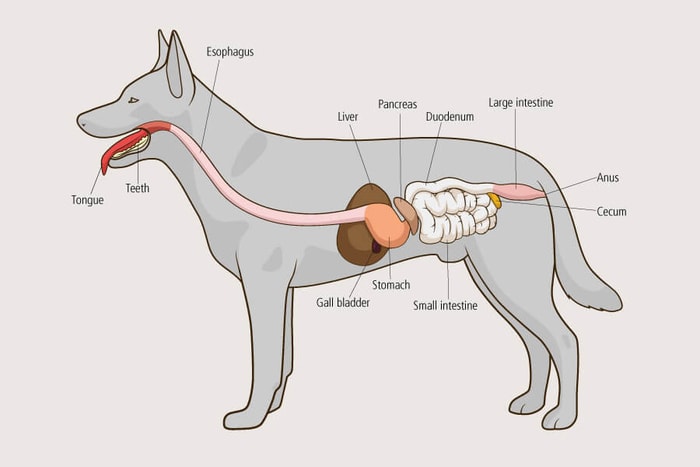 Small Intestine of Dog