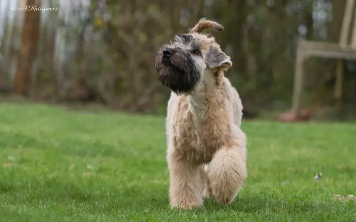 Soft Coated Wheaten Terrier