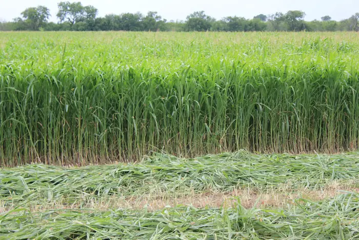 Sorghum Grass