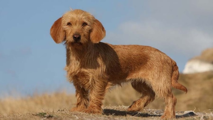 Tawny Brittany Basset Hound