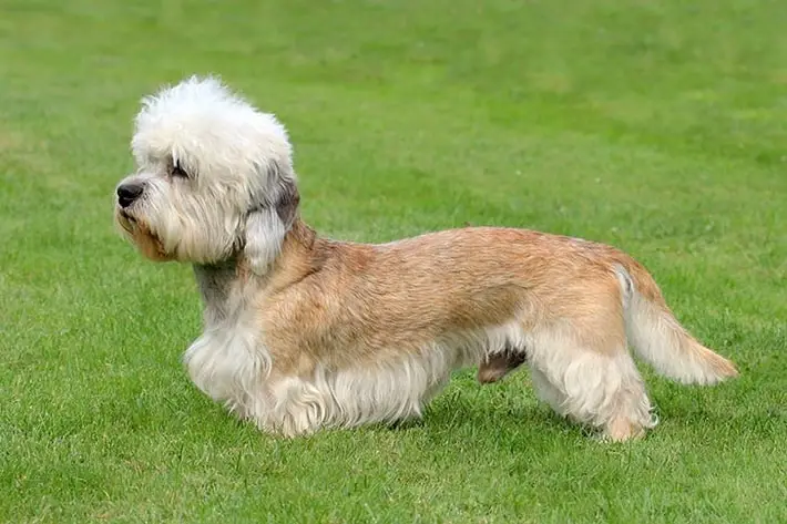 Terrier Dog Breeds Dandie Dinmont