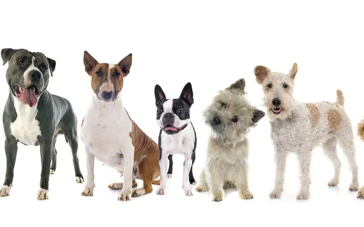 Terrier Dog Breeds