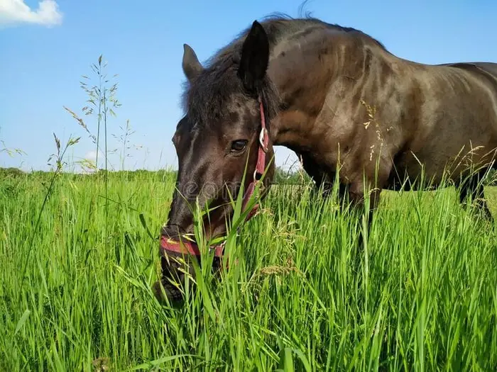 Types of Horse Grass Need