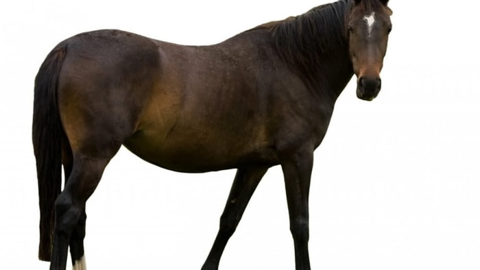 Upward Patellar Fixation in Equine