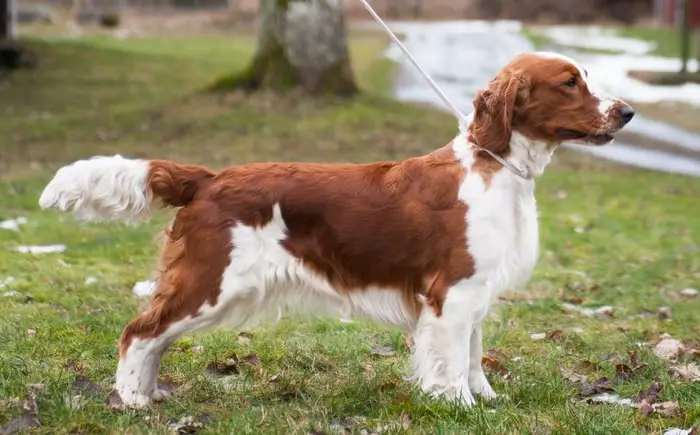 Welsh Springer Spaniel