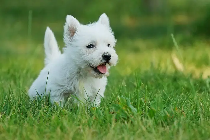 West Highland White Terrier