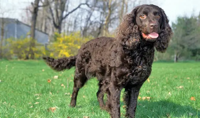 American Water Spaniel