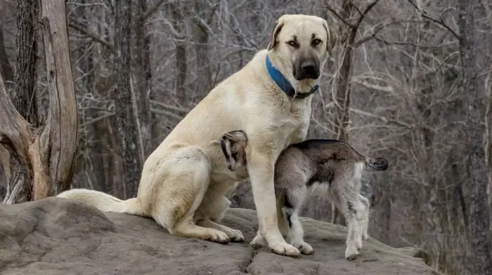 Behavior of Koban Copeg Dog