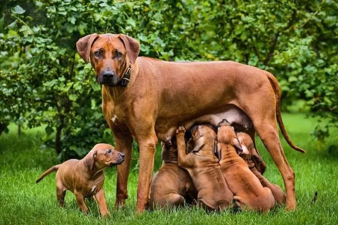 Best Puppy Food