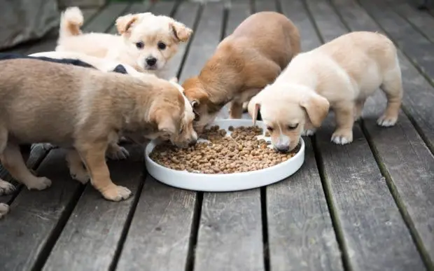 Best Puppy Food for Cute Pups
