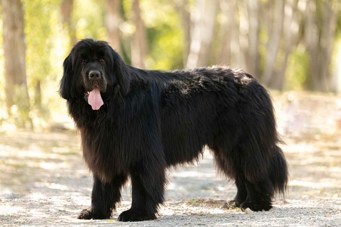 Black Colored Dog
