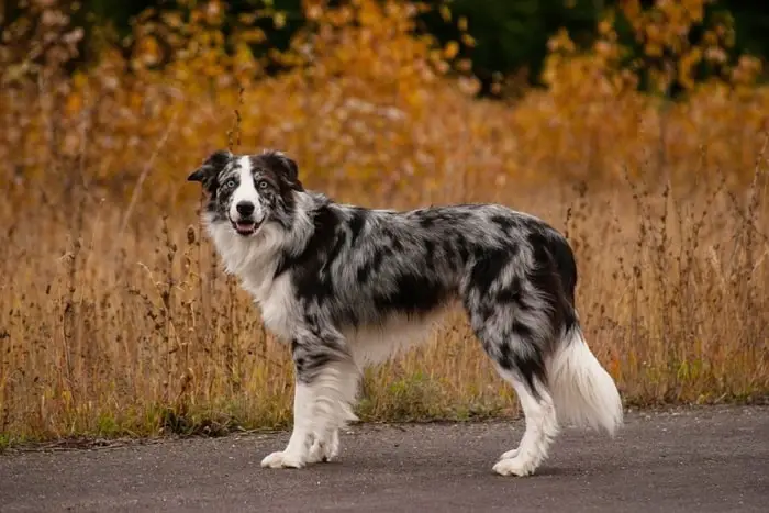 Blue Merle