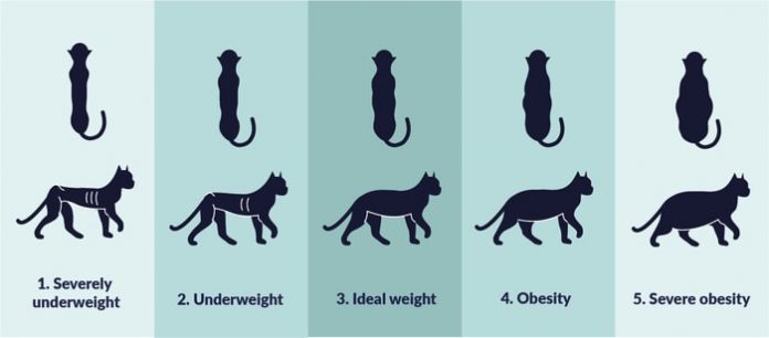 Body Condition Score Cat