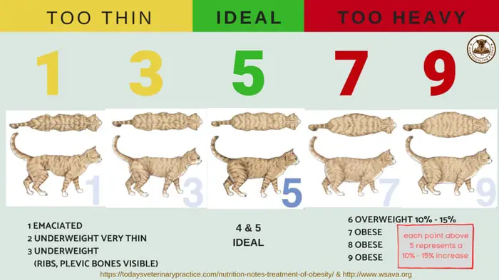 Cat BCS Chart