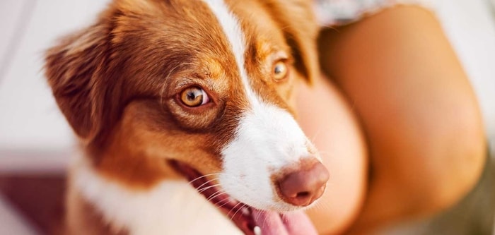 Chestnut Dog Color