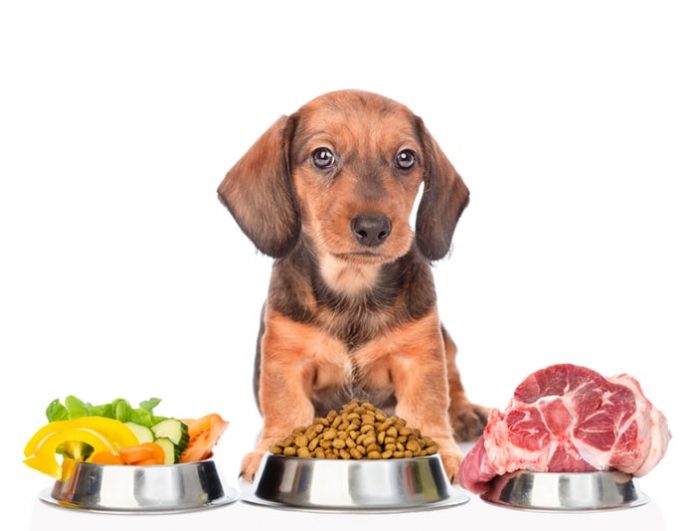 Dog Nutrition