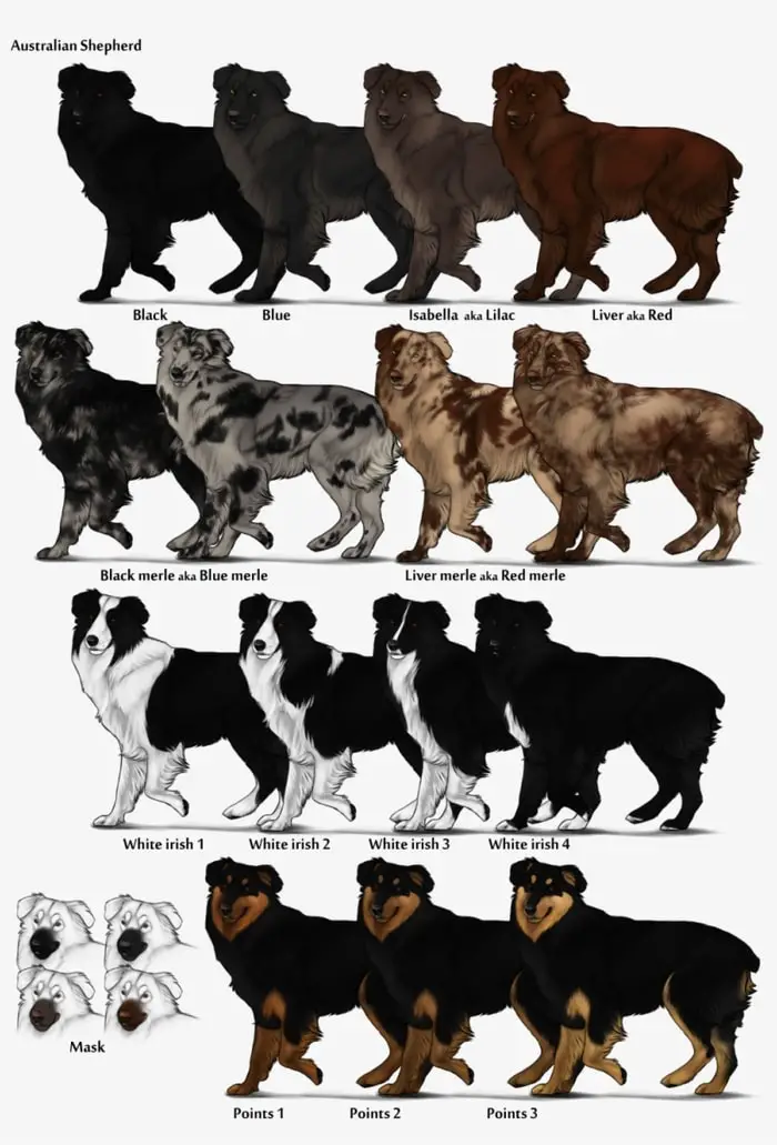 Dogs Coat Color Pattern