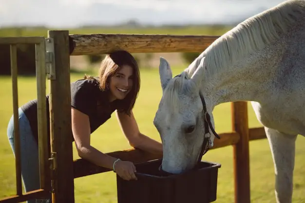Equine Grain Feeding