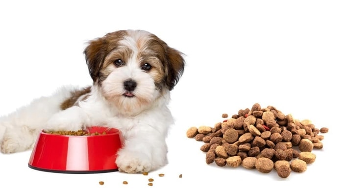 Essential Dog Nutrition