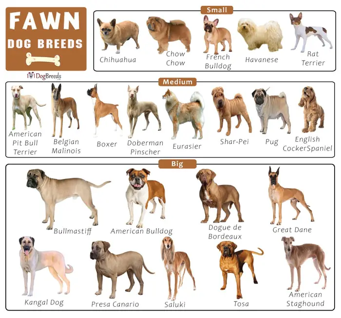 Fawn Color dogs