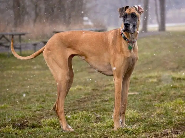 Fawn Dog