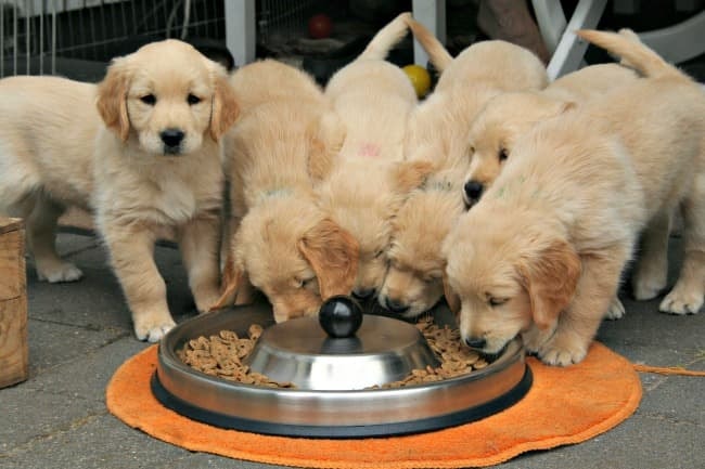 Feeding Tips for Puppy
