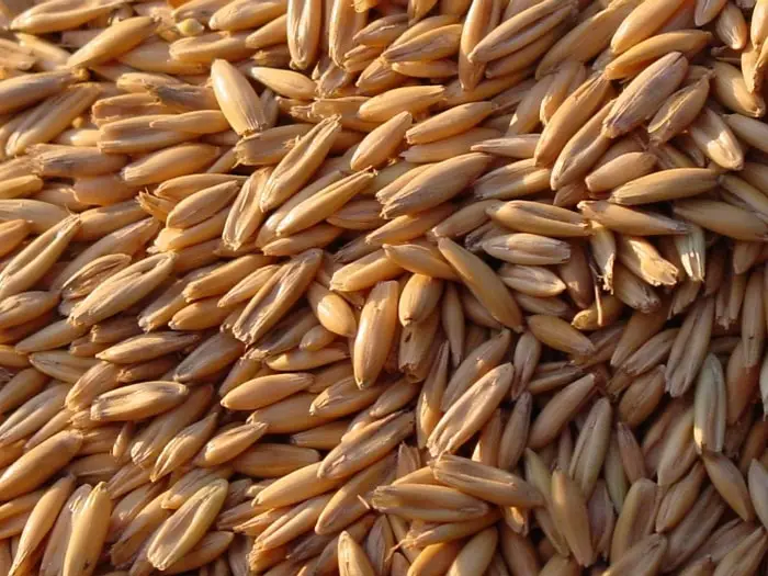 Fresh Barley