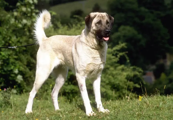 Height and Weight of Anatolian Shepherd Dog