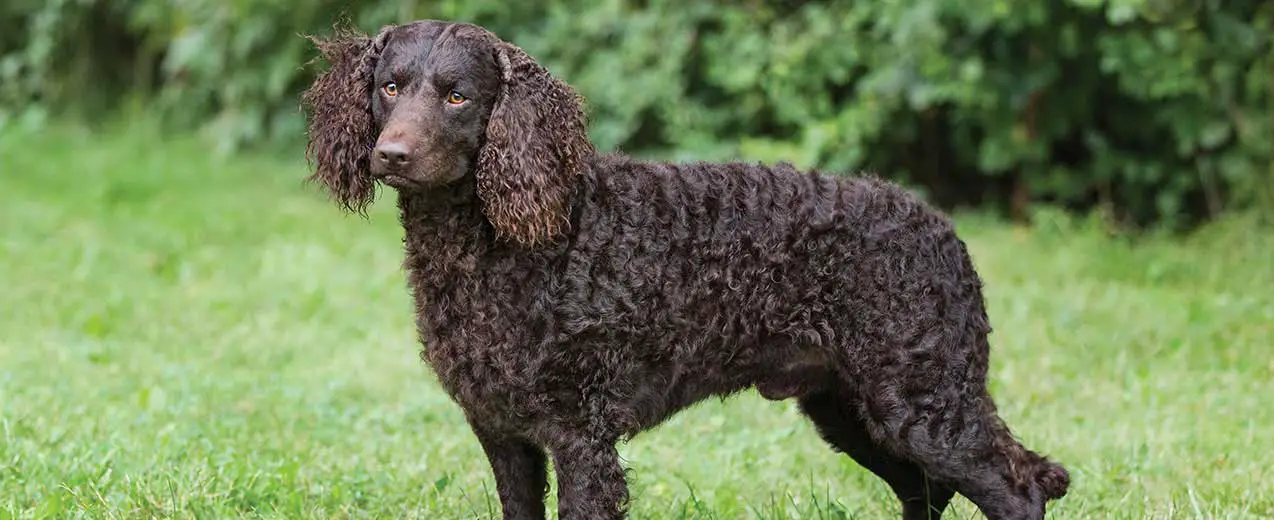 History of American Water Spaniel