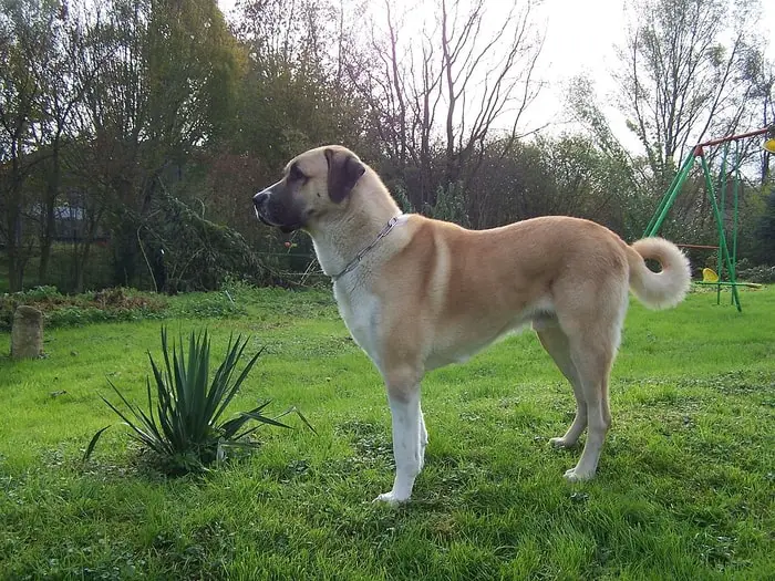 History of Anatolian Shepherd