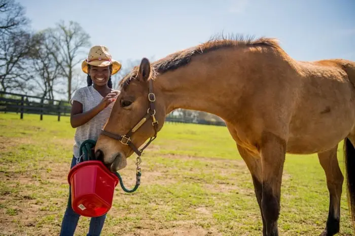 Horse Grain Feeding