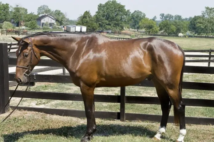 Kissing Spines in Horses