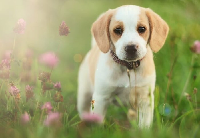 Lemon color Dog