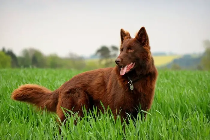 Liver Color Dog