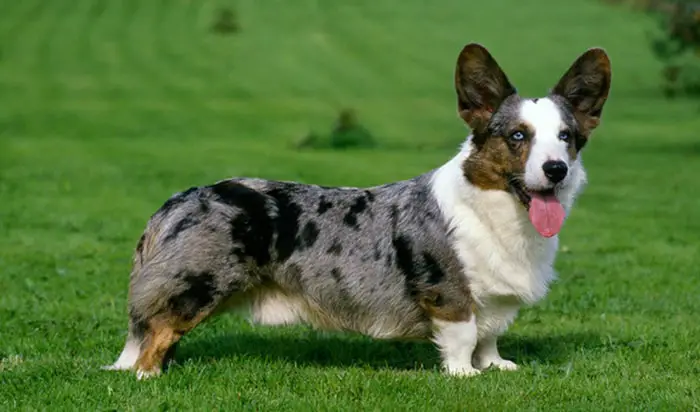 Mottled Color Dog