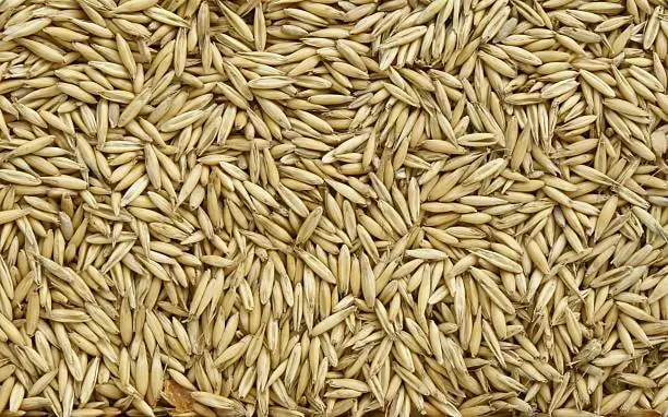 Oats Grain