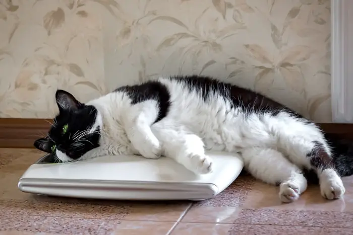 Overweight Cat
