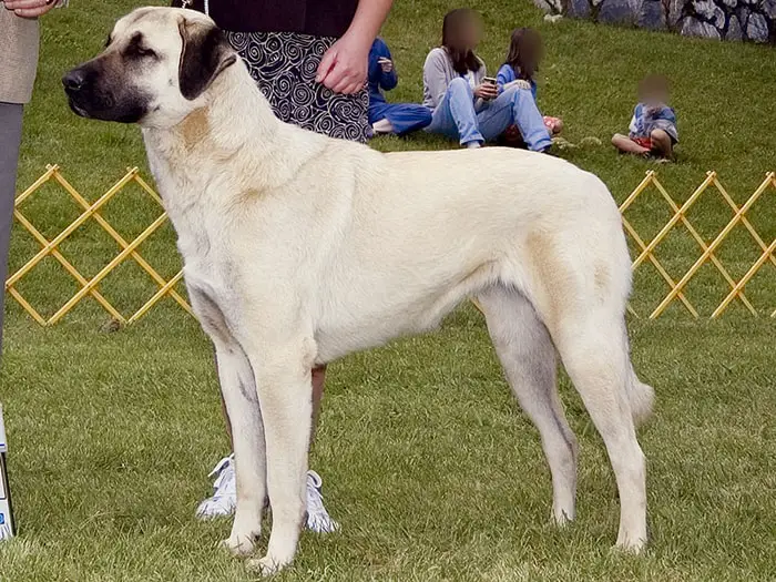 Ownership of Anatolian Dog
